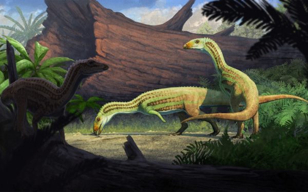 Strămoș bizar al crocodililor, mergea pe două picioare