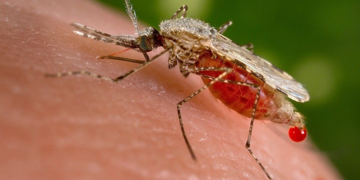 O descoperire revoluționară în lupta împotriva malariei ar putea schimba radical modul în care sunt tratați pacienții afectați de această boală mortală