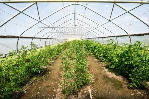 Când să începi plantarea răsadurilor de roșii și ardei în solar: temperatura optimă pentru o recoltă de succes Primăvara aduce odată cu ea și momentul mult așteptat pentru cei pasionați de grădinărit, momentul în care răsadurile de roșii și ardei sunt gata să fie transplantate în solar
