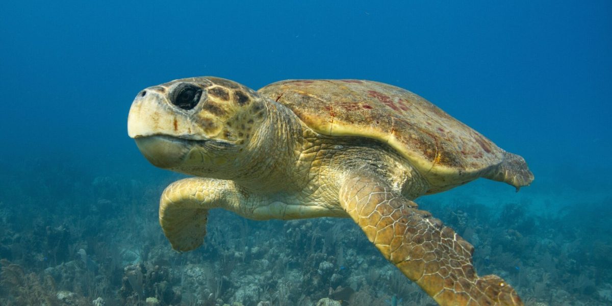 O țestoasă marină, de aproape 20 de ani, a realizat o călătorie incredibilă în Oceanul Atlantic, traversând peste 6.000 de kilometri pentru a ajunge în Caraibe