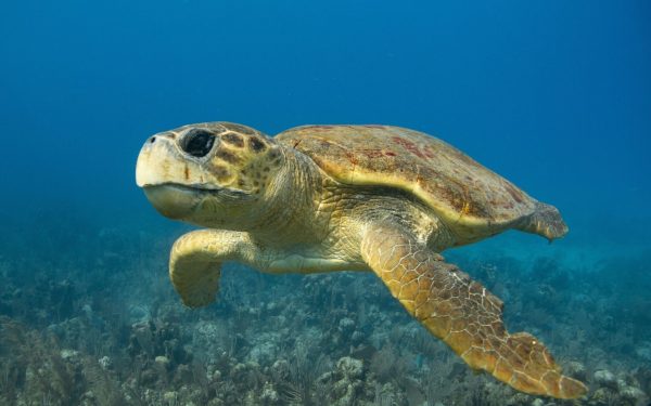 O țestoasă marină, de aproape 20 de ani, a realizat o călătorie incredibilă în Oceanul Atlantic, traversând peste 6.000 de kilometri pentru a ajunge în Caraibe