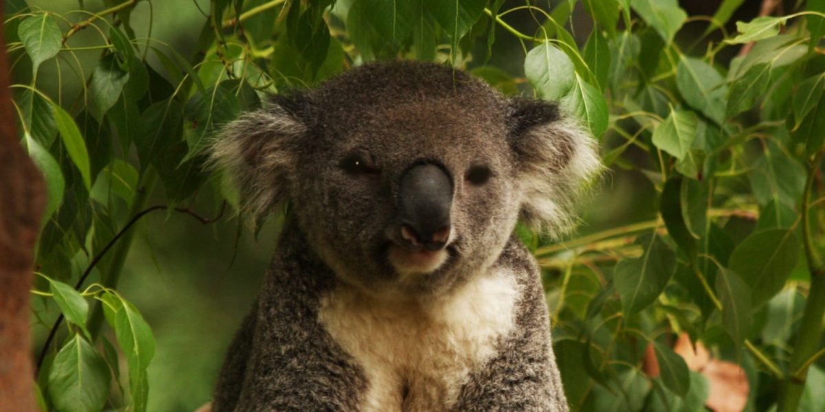 Ursuleții koala, odată pe cale să dispară complet din lumea animalelor, dau semne clare de recuperare, în ciuda pericolelor persistente care continuă să le amenințe habitatul