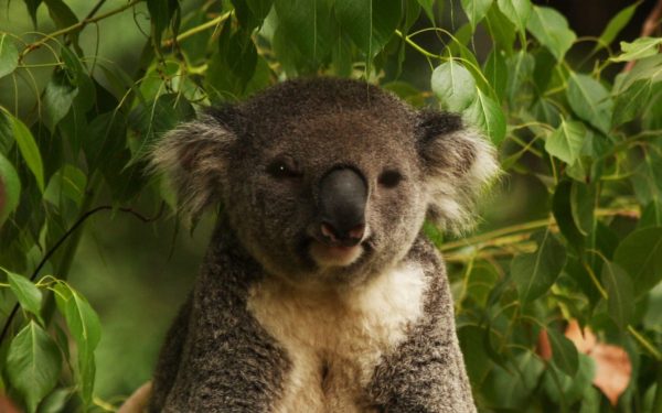 Ursuleții koala, odată pe cale să dispară complet din lumea animalelor, dau semne clare de recuperare, în ciuda pericolelor persistente care continuă să le amenințe habitatul