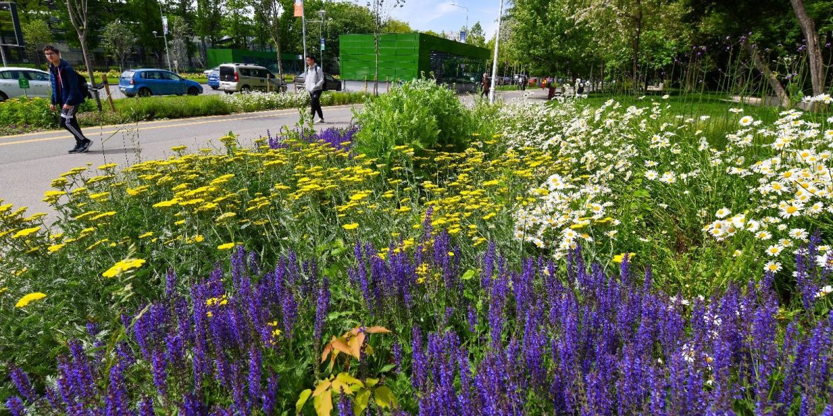 Asociațiile de proprietari din Sectorul 2 pot beneficia de sprijin pentru refacerea spațiilor verzi din jurul blocurilor, anunță administrația locală într-un comunicat de presă