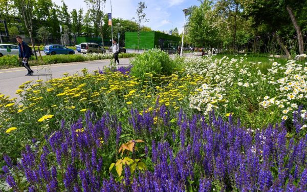 Asociațiile de proprietari din Sectorul 2 pot beneficia de sprijin pentru refacerea spațiilor verzi din jurul blocurilor, anunță administrația locală într-un comunicat de presă