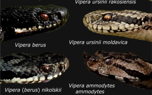 Șerpii lovesc! Salvamont Bihor, avertisment crucial pentru turiști: simptome și primul ajutor