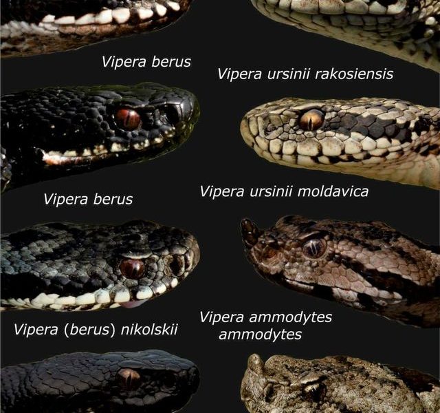 Șerpii lovesc! Salvamont Bihor, avertisment crucial pentru turiști: simptome și primul ajutor