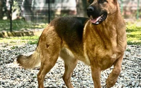 Cum își petrec românii duminica? Sondaj în București, dincolo de Donald Trump