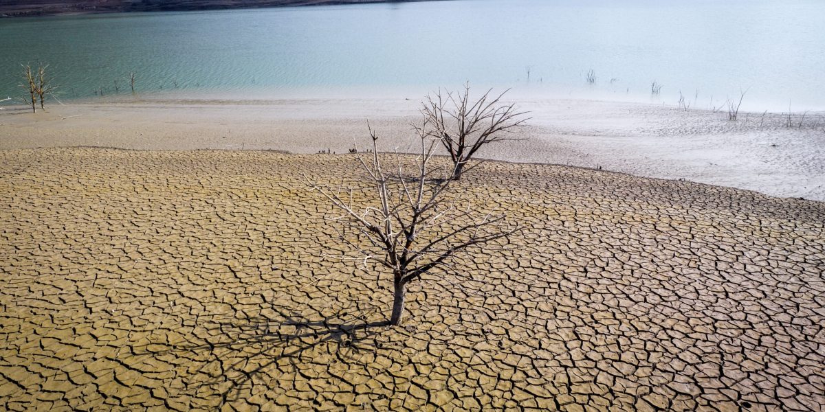 Smirna, comoara Africii, în pericol: Seceta amenință parfumurile de lux