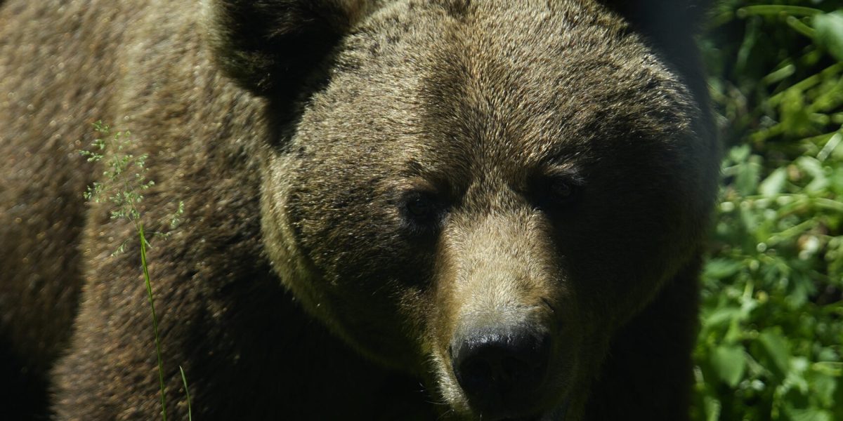 Deputații votează miercuri legea urșilor: ce pot face autoritățile după atac