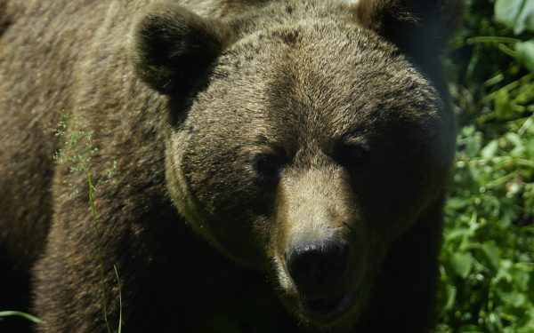 Deputații votează miercuri legea urșilor: ce pot face autoritățile după atac