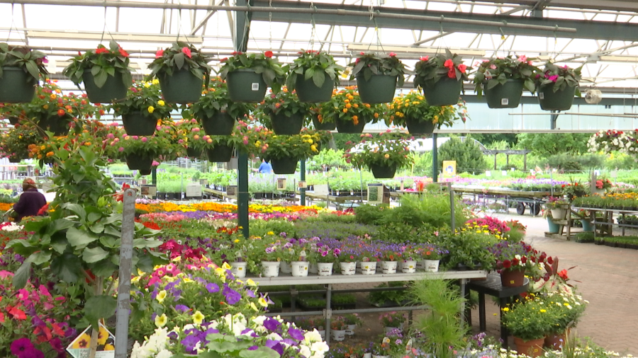 Grădinarii, alarmați: Gerul paște plantele în România