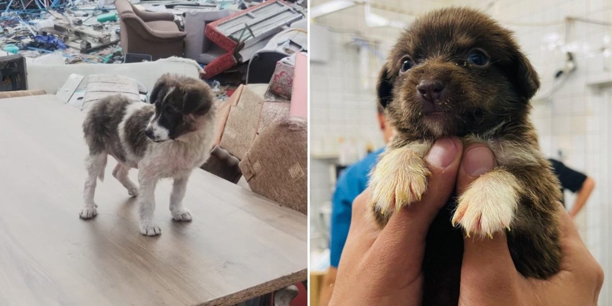 Bucureștiul se confruntă cu o creștere a numărului de câini abandonați, iar Autoritatea pentru Supravegherea și Protecția Animalelor (ASPA) a intervenit activ pentru a gestiona situația