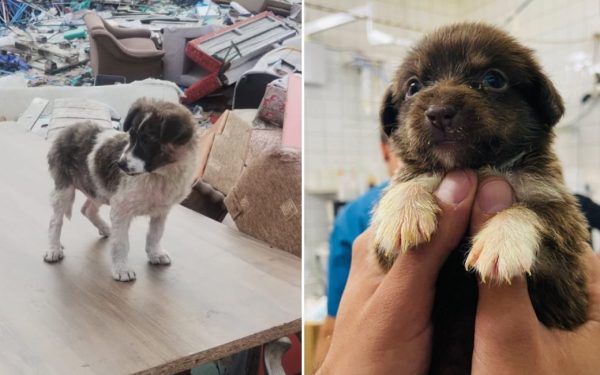 Bucureștiul se confruntă cu o creștere a numărului de câini abandonați, iar Autoritatea pentru Supravegherea și Protecția Animalelor (ASPA) a intervenit activ pentru a gestiona situația