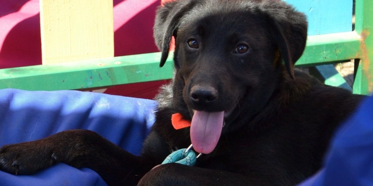 Primul târg de adopții în aer liber din 2026, organizat de ASPA București, va avea loc duminică, 5 aprilie, în Parcul Circului, între orele 10:00 și 16:00, reprogramat de la data inițială de 4 aprilie din cauza condițiilor meteo