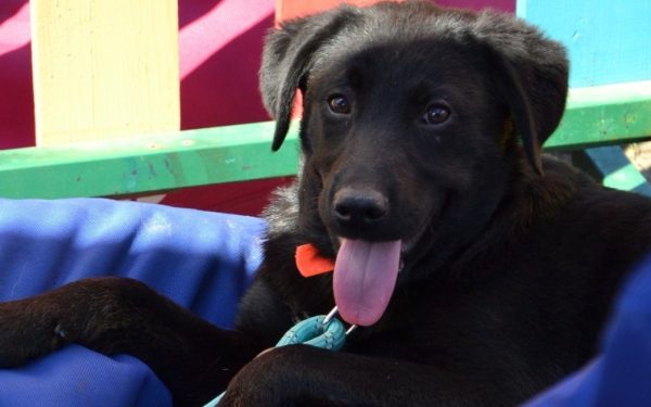 Primul târg de adopții în aer liber din 2026, organizat de ASPA București, va avea loc duminică, 5 aprilie, în Parcul Circului, între orele 10:00 și 16:00, reprogramat de la data inițială de 4 aprilie din cauza condițiilor meteo