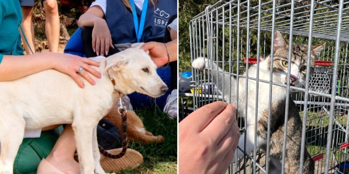ASPA București a anunțat organizarea următorului târg de adopții de animale, programat pentru sâmbătă, 25 aprilie, pe esplanada ParkLake Shopping Center, între orele 10:00 și 18:00