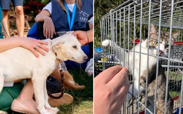 ASPA București a anunțat organizarea următorului târg de adopții de animale, programat pentru sâmbătă, 25 aprilie, pe esplanada ParkLake Shopping Center, între orele 10:00 și 18:00