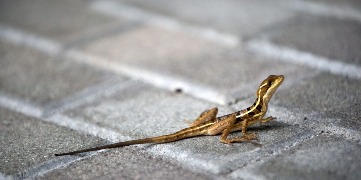 Animalele sălbatice, surprinzător adaptate la viața din București