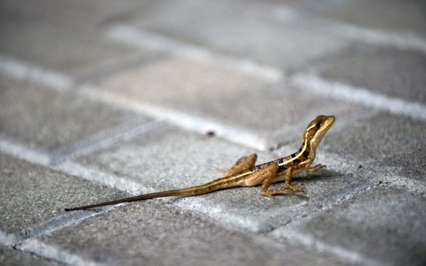 Animalele sălbatice, surprinzător adaptate la viața din București