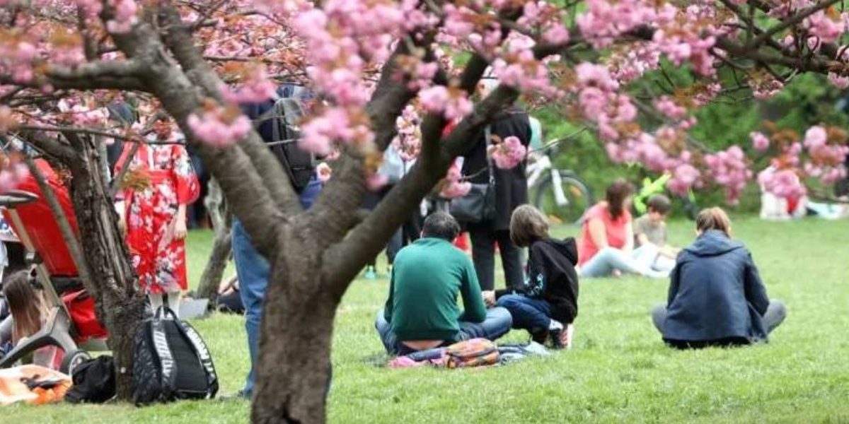 Tradiția secolară din Japonia ajunge în România: Ce ne învață strămoșii