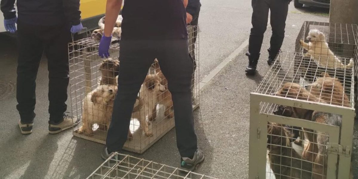 Zeci de câini salvați într-un apartament din Sectorul 4: trăiau în mizerie
