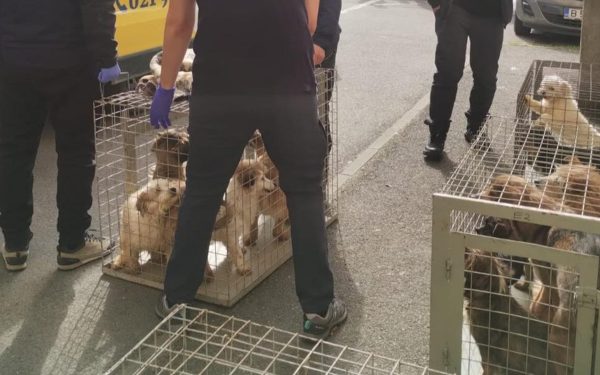 Zeci de câini salvați într-un apartament din Sectorul 4: trăiau în mizerie