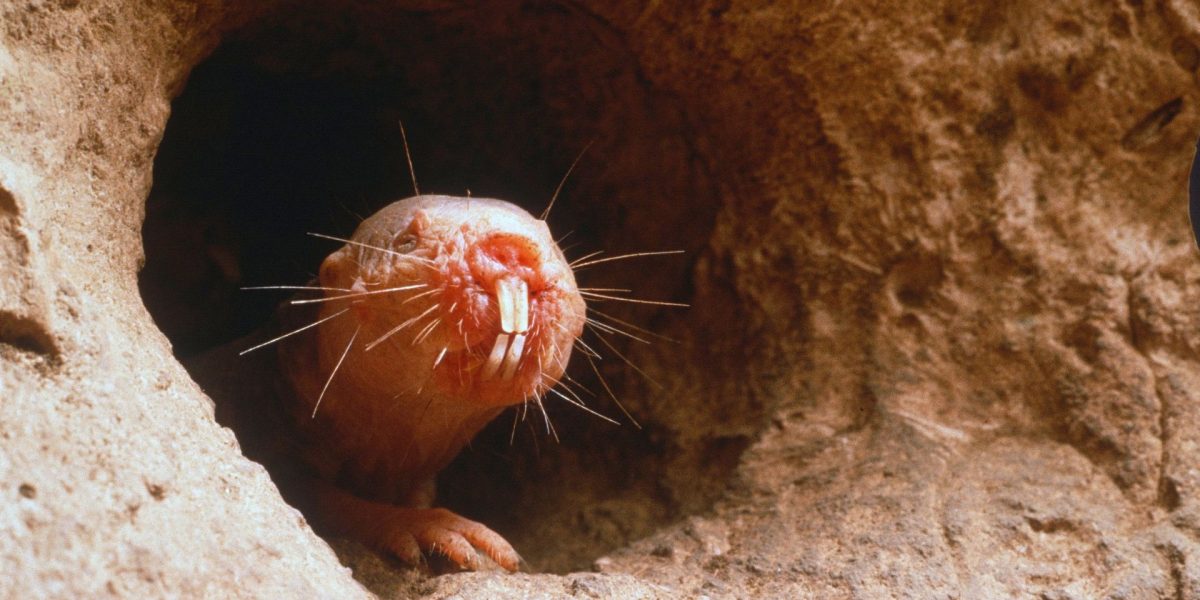 Cine „gândește” cu dinții? Test de cultură generală incendiar!