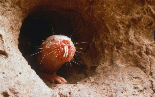 Cine „gândește” cu dinții? Test de cultură generală incendiar!