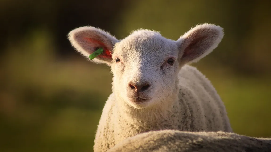 Prețurile la miel în supermarketurile din România au înregistrat schimbări semnificative în 2026, în funcție de tipul de produs ales și de lanțul de retail