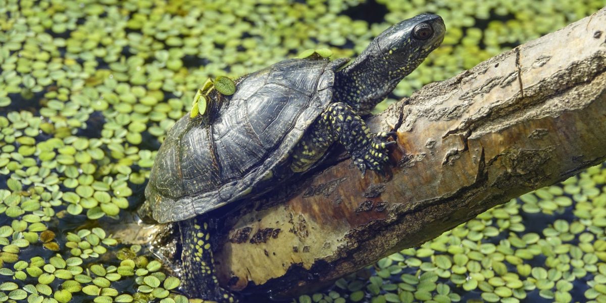 Neanderthalienii din Germania: Copiii vânau țestoase, nu pentru masă