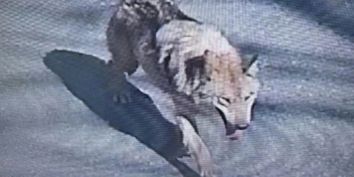 Coreea de Sud, în alertă: Un lup fugar a declanșat o mobilizare masivă