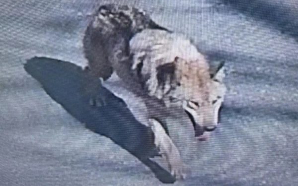 Coreea de Sud, în alertă: Un lup fugar a declanșat o mobilizare masivă