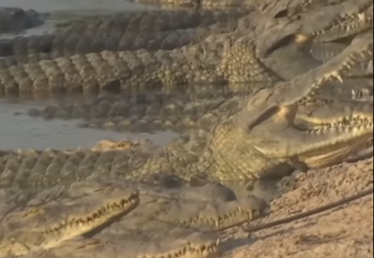 India ar putea recurge la o măsură neobișnuită pentru a controla imigrația ilegală din Bangladesh: utilizarea crocodililor