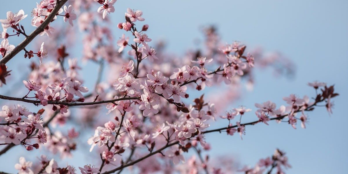 Parcurile din București înfloresc în Duminica Floriilor, iar imaginile surprinse de jurnaliști arată o atmosferă de sărbătoare și speranță