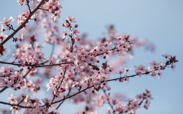 Parcurile din București înfloresc în Duminica Floriilor, iar imaginile surprinse de jurnaliști arată o atmosferă de sărbătoare și speranță