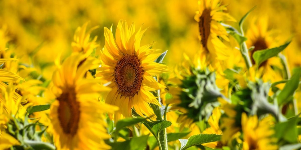 România, lider la floarea soarelui: Depășește Franța! Producție-record în UE pân’ în 2026