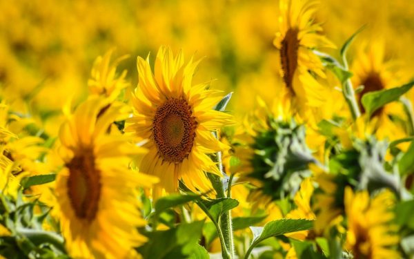 România, lider la floarea soarelui: Depășește Franța! Producție-record în UE pân’ în 2026