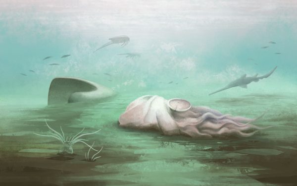 O fosilă celebră, considerată mult timp drept cea mai veche caracatiță din lume, s-a dovedit a fi, de fapt, altceva