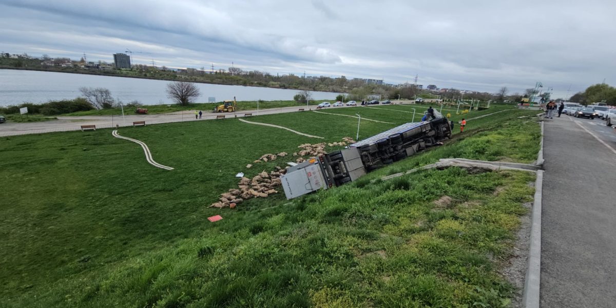 Un TIR cu oi răsturnat la Năvodari: 160 de animale au murit