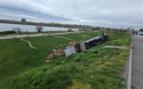 Un TIR cu oi răsturnat la Năvodari: 160 de animale au murit