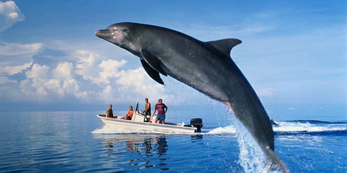 Delfini mor pe litoralul din Constanța: 23 de animale au eşuat pe plajă