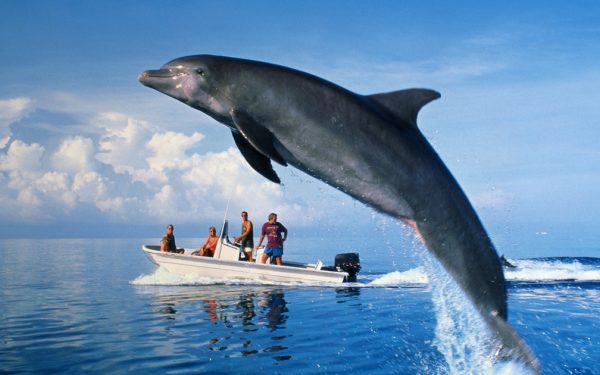 Delfini mor pe litoralul din Constanța: 23 de animale au eşuat pe plajă