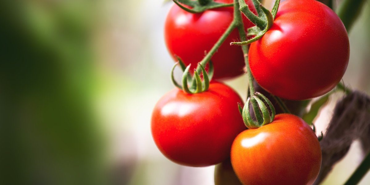 Producătorii de tomate din Județul Olt au început deja, din luna martie, procesul de recoltare și livrare a roșiilor către piețele en gros, vânzând aceste legume cu prețuri cuprinse între 40 și 42 de lei pe kilogram