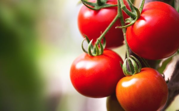 Producătorii de tomate din Județul Olt au început deja, din luna martie, procesul de recoltare și livrare a roșiilor către piețele en gros, vânzând aceste legume cu prețuri cuprinse între 40 și 42 de lei pe kilogram