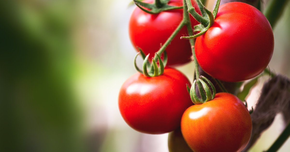 Producătorii de tomate din Județul Olt au început deja, din luna martie, procesul de recoltare și livrare a roșiilor către piețele en gros, vânzând aceste legume cu prețuri cuprinse între 40 și 42 de lei pe kilogram