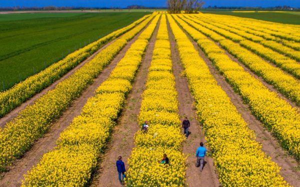 Tensiuni SUA-Iran: Piețe agricole sub presiune. Expertul Cezar Gheorghe liniștește România