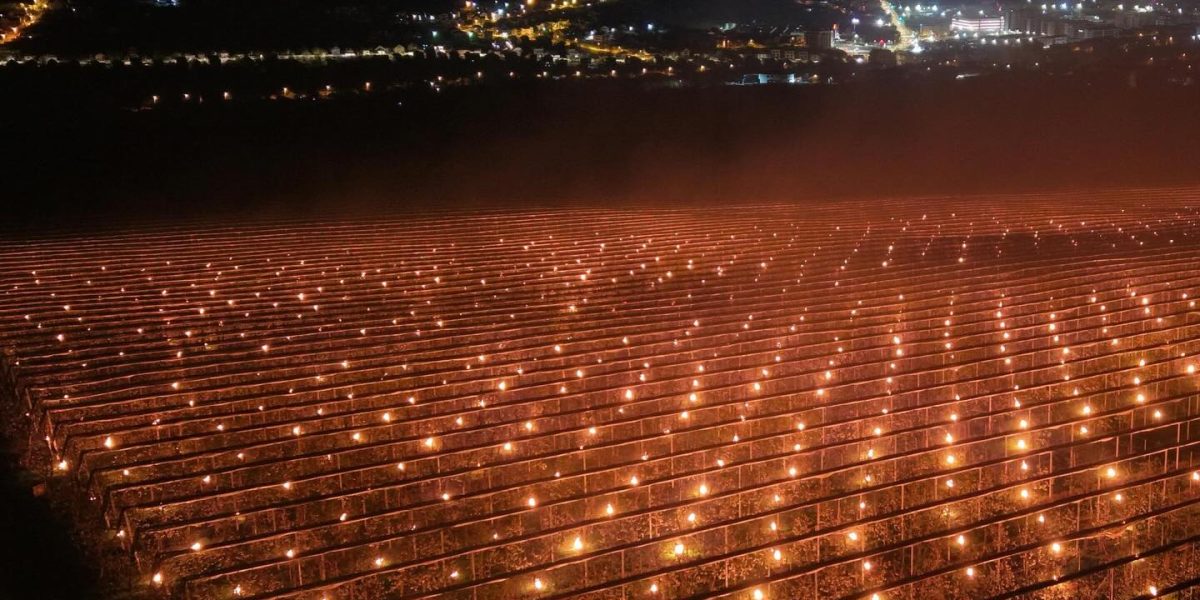 Lumânări ANTI-ÎNGHEȚ la Cluj: Fermierul a ars 40.000 de euro peste noapte pentru cireși