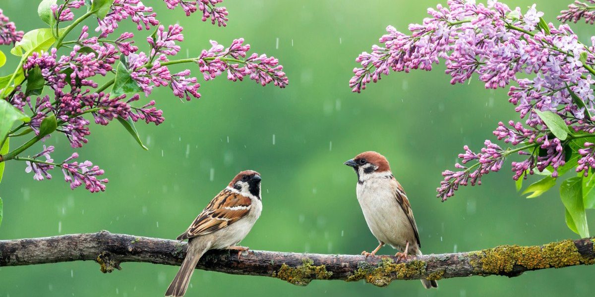 Vremea seacă de Florii și Paște promite să fie, după perioada de instabilitate atmosferică preconizată pentru zilele următoare