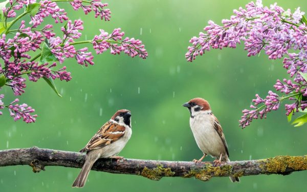 Vremea seacă de Florii și Paște promite să fie, după perioada de instabilitate atmosferică preconizată pentru zilele următoare